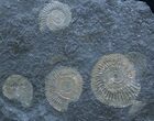 Great Plate Of Dactylioceras Ammonites #2266-1